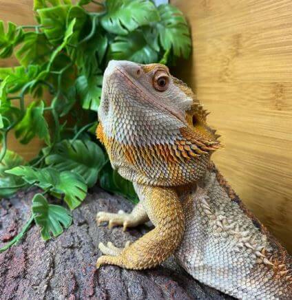 Bearded Dragon For Sale Petco