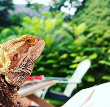 Bearded Dragon For Sale With Tank
