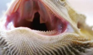 Bearded Dragon Have Teeth