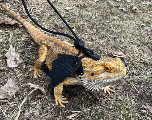 Bearded Dragon Is Cold