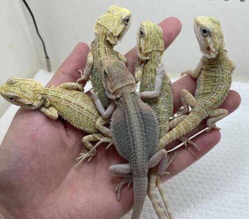 Bearded Dragon Mating Or Fighting