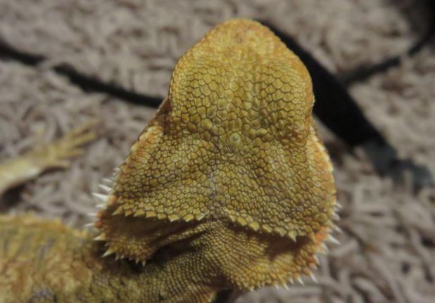 Bearded Dragons Have a Third Eye