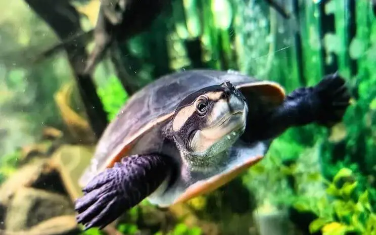 Best Plants For Turtle Tank