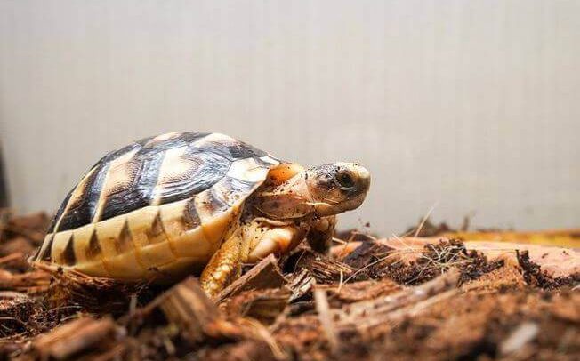 Best Substrate For Leopard Tortoise