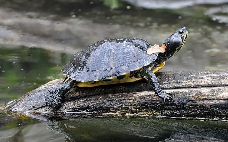 Best Turtle Basking Platform, how to keep turtle aquarium from smelling