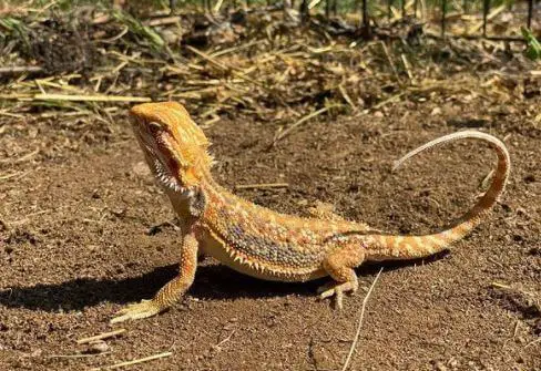 Can Bearded Dragons Live Outside In Florida