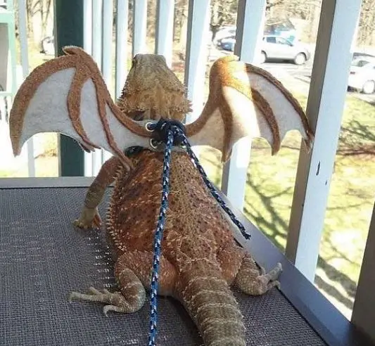 Can Bearded Dragons Live Outside In Texas