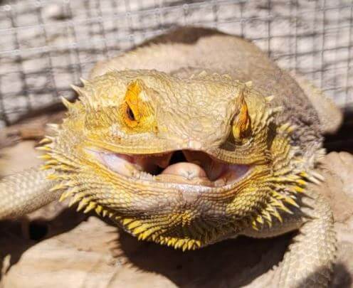 Can Bearded Dragons Live Outside