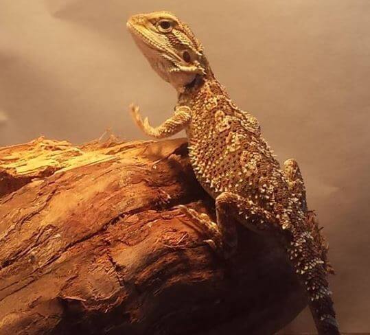 Can Bearded Dragons Wave