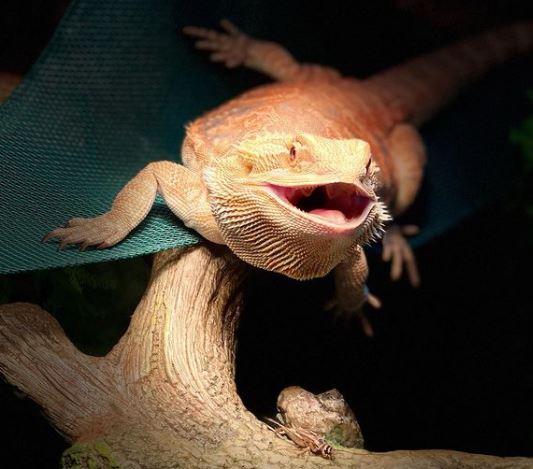 Do Bearded Dragons Have a Third Eye