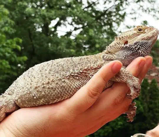 Does a Bearded Dragon Have a Third Eye