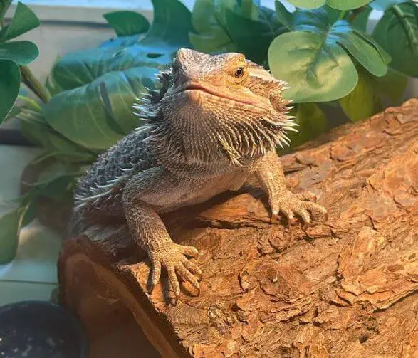 How Big Is a 6 Month Old Bearded Dragon