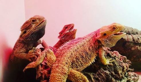 How Much Bearded Dragon Cost