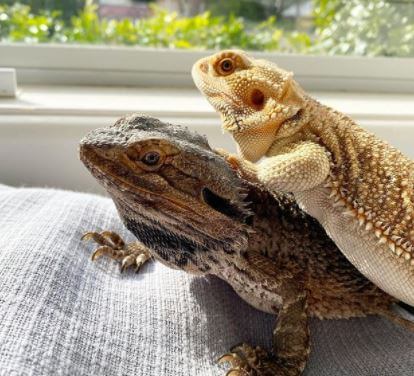 How Much Bearded Dragon