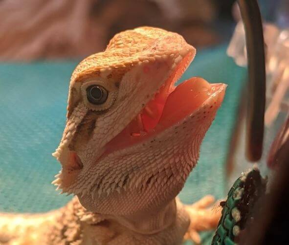 How Much Does a Baby Bearded Dragon Cost
