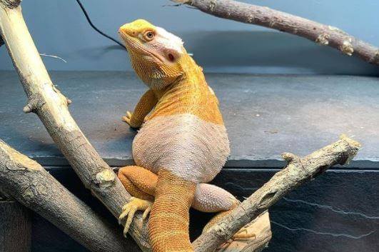 How Much Uvb Is Too Much For a Bearded Dragon