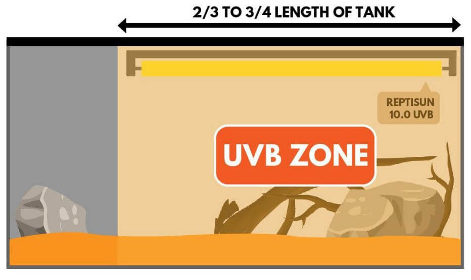 How Much Uvb Light For Bearded Dragon