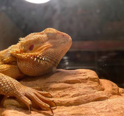 Is Too Much Uvb Bad For Bearded Dragons