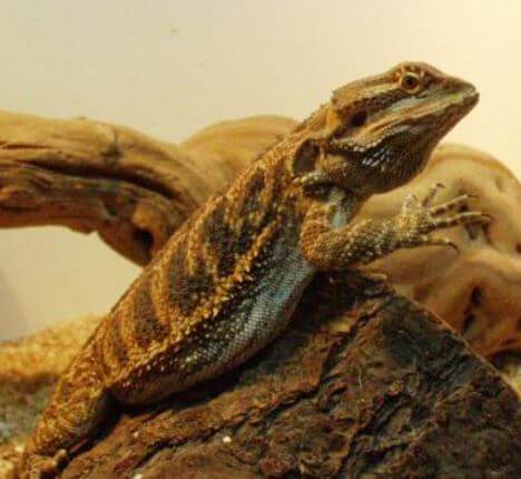 Male Bearded Dragons Wave