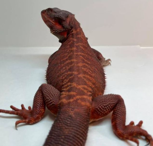 Red Bearded DRagon