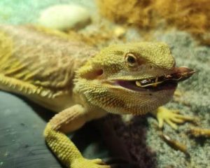 How Much UVB Does a Bearded Dragon Need? A Suitable UVB Level