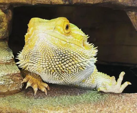 What Does a Bearded Dragon Wave Mean