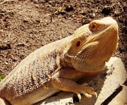 What Happens To a Bearded Dragon Gets Too Cold