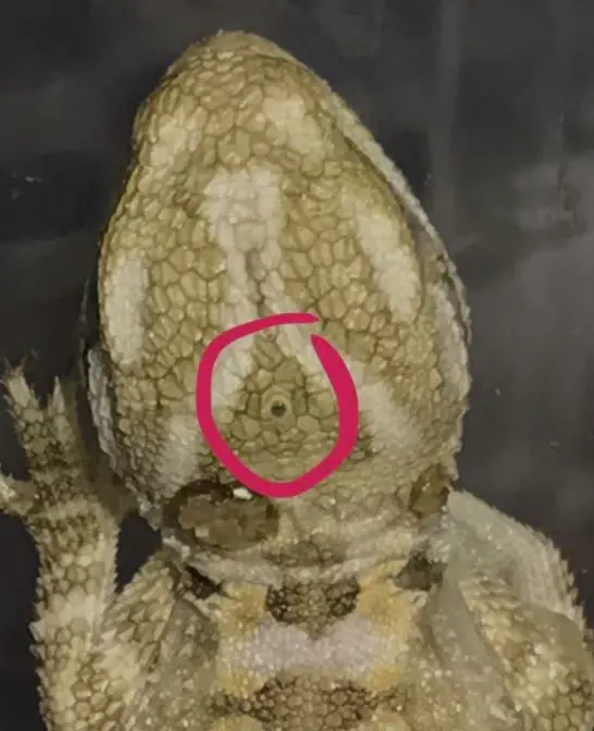Where Is a Bearded Dragons Third Eye