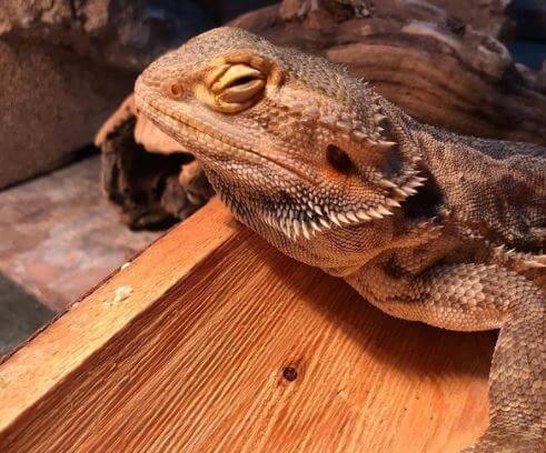 Why Bearded Dragon Is Dying