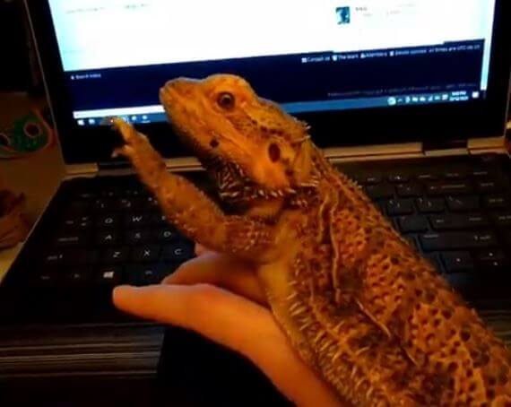 Why Bearded Dragons Wave