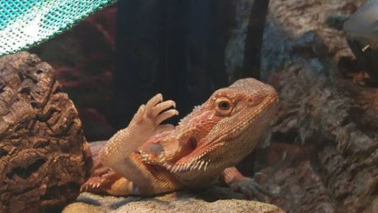 Why Does Bearded Dragons Wave