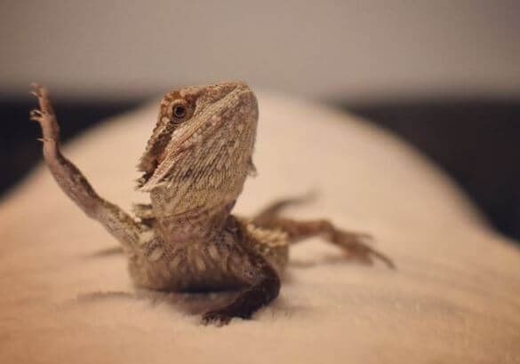 Why Does My Bearded Dragon Wave At Crickets