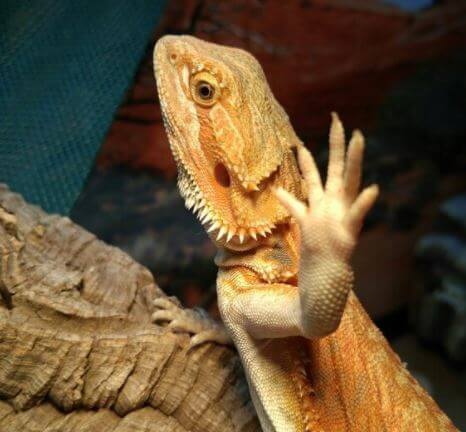 Why Does My Bearded Dragon Wave His Arm At Me