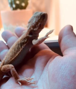 Why Does My Bearded Dragon Wave His Arm