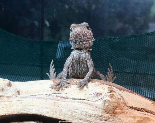 Why Does My Bearded Dragon Wave