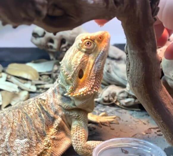 Bearded Dragon For Sale Los Angeles