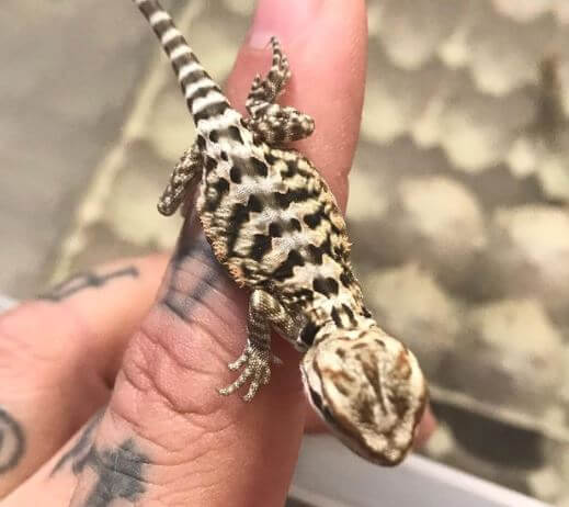 Bearded Dragon For Sale Perth