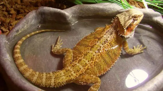 Bearded Dragon Sleeping In Water Dish What You Should Know