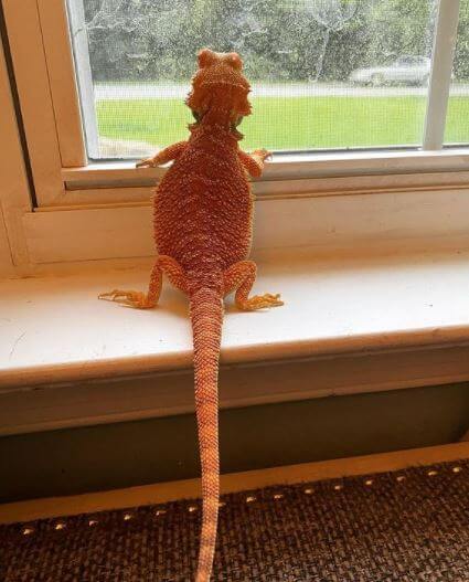 Bearded Dragons For Sale In New Jersey