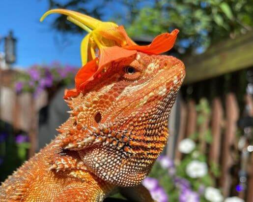 Can Bearded Dragons Go In a Hamster Ball