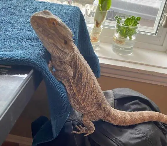 Is It Normal For My Bearded Dragon To Sleep Standing Up