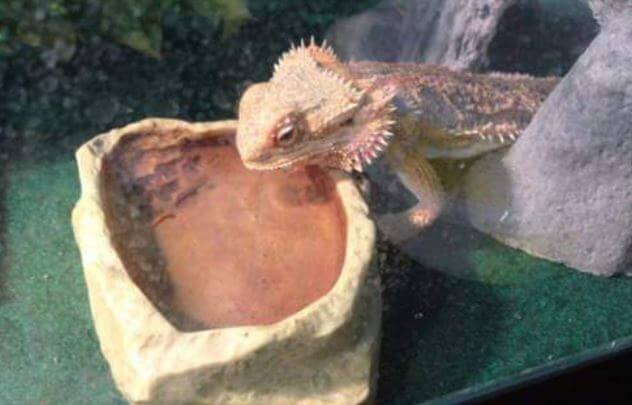 Is It Ok For Bearded Dragons To Sleep In Water
