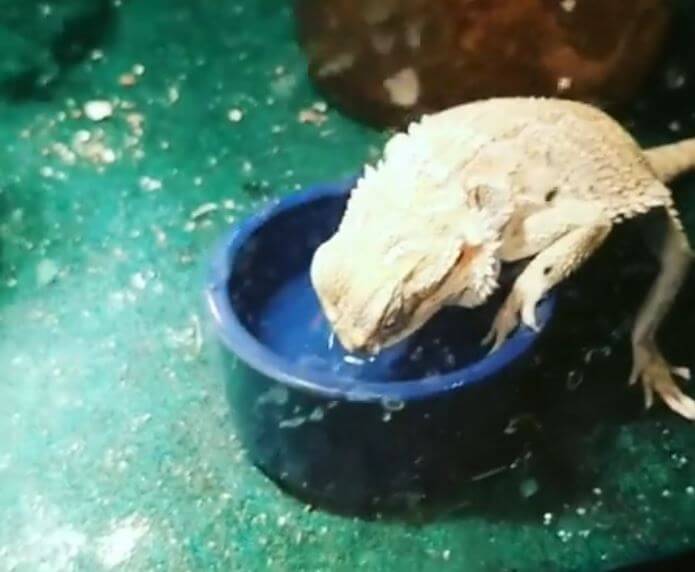Why Does My Bearded Dragon Sleep In Water