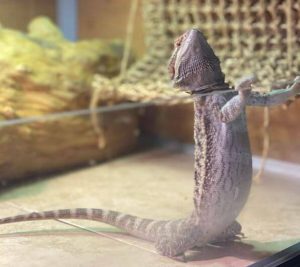 Do Bearded Dragons Sleep Standing Up? Sleeping Habits