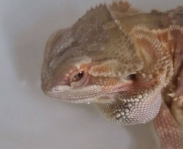 Why Is My Bearded Dragon Sleeping In His Water Bowl