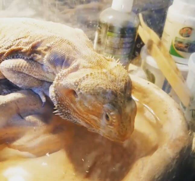 Why Is My Bearded Dragon Sleeping In Water