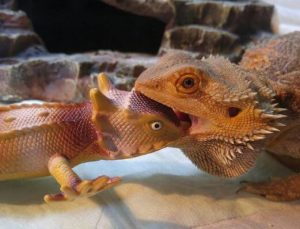 what are bearded dragons predators