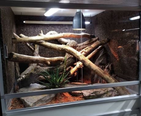 How To Turn An Aquarium Into a Reptile Terrarium?