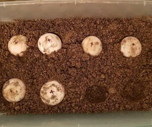 how to make your own reptile incubator