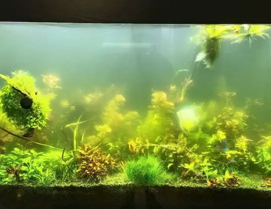 how to turn a fish tank into a reptile tank, how to turn an aquarium into a reptile terrarium